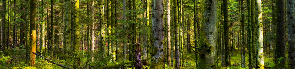 禅からZenへ―世界宗教会議を通じた禅のグローバル化の宗教史・文化史的研究